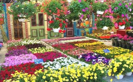 GÜNÜBİRLİK BAYINDIR ÇİÇEK FESTİVALİ & TİRE & NAZARKÖY