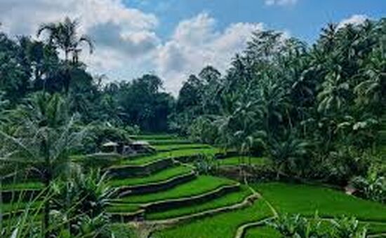 Tropikal Ada: Bali & Ubud