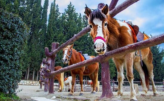 ÇİÇEKLİKÖY-NAZARKÖY  TURU 