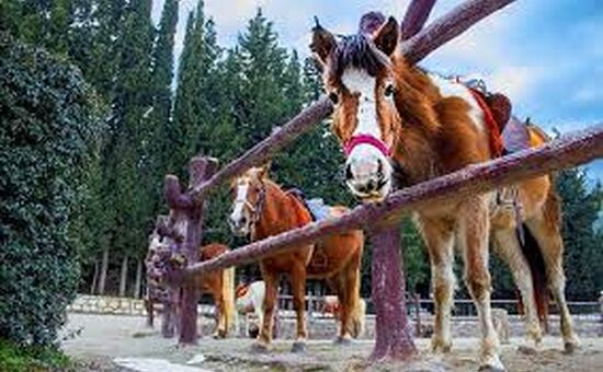 ÇİÇEKLİKÖY-NAZARKÖY  TURU 