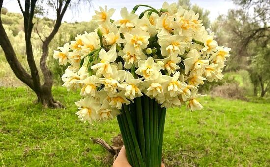 GÜNÜBİRLİK KARABURUN NERGİS FESTİVALİ TURU 