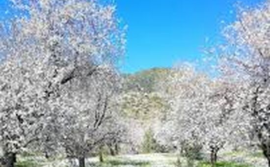 DATÇA BADEM ÇİÇEĞİ FESTİVALİ 