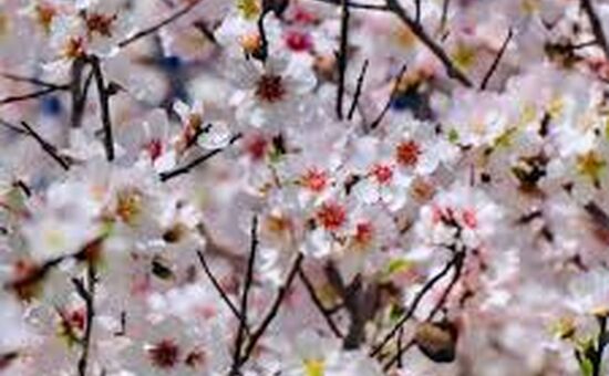 DATÇA BADEM ÇİÇEĞİ FESTİVALİ 