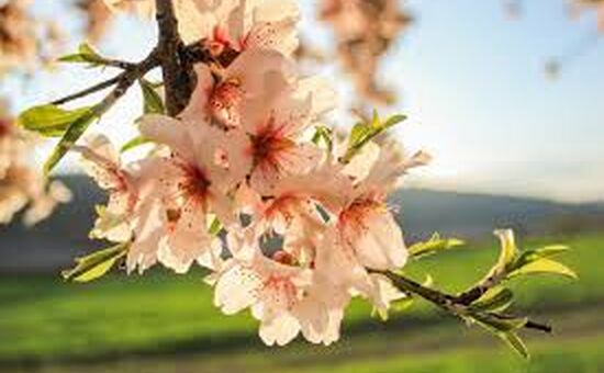 DATÇA BADEM ÇİÇEĞİ FESTİVALİ 