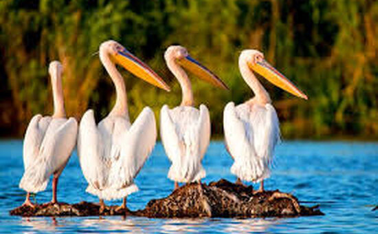 ERDEK AVŞA ADASI TURU